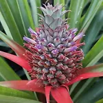 La De Ananas - Privada Con Entrada Independiente Ponta Delgada