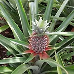 Apartman La De Ananas - Privada Con Entrada Independiente Ponta Delgada