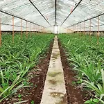 La De Ananas - Privada Con Entrada Independiente