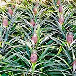 La De Ananas - Privada Con Entrada Independiente Apartman