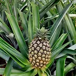 Apartman La De Ananas - Privada Con Entrada Independiente Ponta Delgada