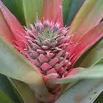 Apartman La De Ananas - Privada Con Entrada Independiente *