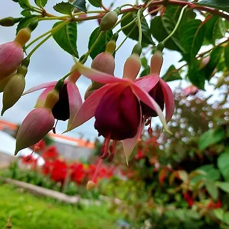 La De Ananas - Privada Con Entrada Independiente * Ponta Delgada