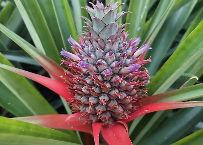 La De Ananas - Privada Con Entrada Independiente Ponta Delgada