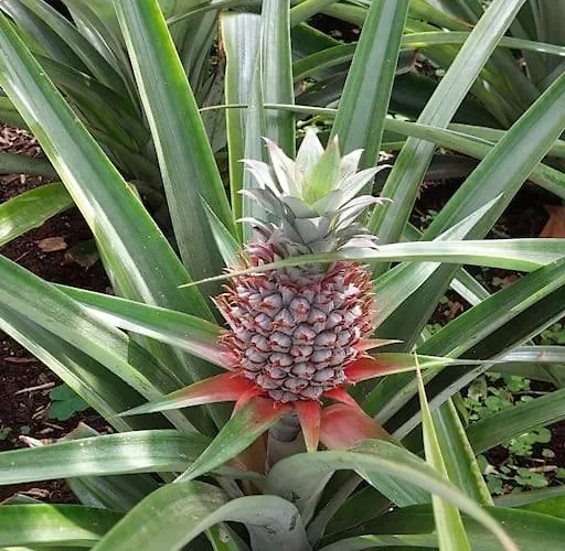 شقة La De Ananas - Privada Con Entrada Independiente Ponta Delgada