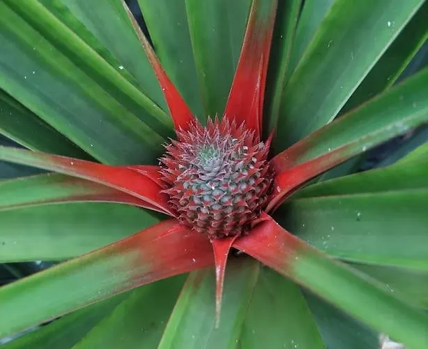 La De Ananas - Privada Con Entrada Independiente *