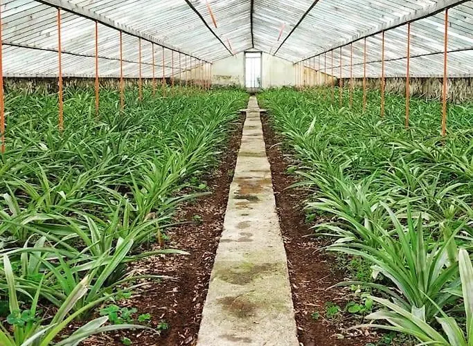 La De Ananas - Privada Con Entrada Independiente