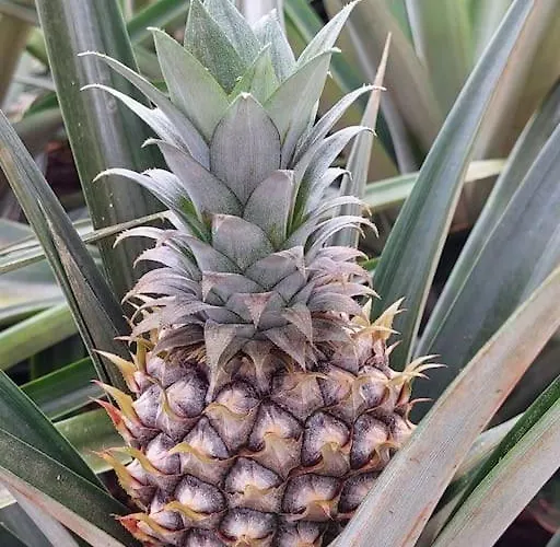 شقة La De Ananas - Privada Con Entrada Independiente Ponta Delgada