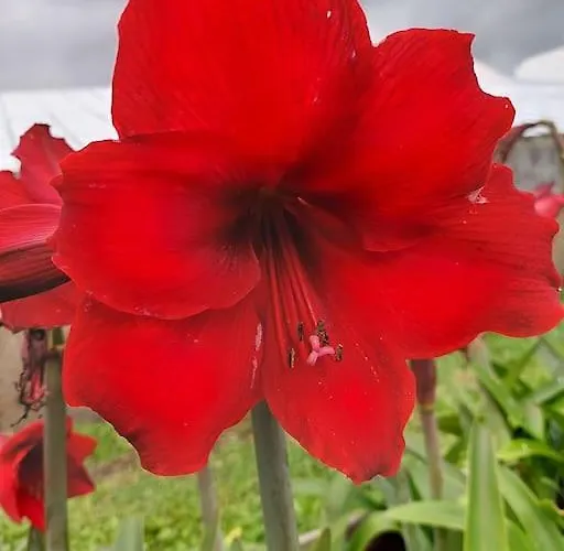 La De Ananas - Privada Con Entrada Independiente شقة Ponta Delgada