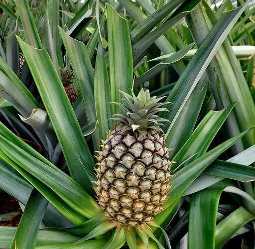 شقة La De Ananas - Privada Con Entrada Independiente Ponta Delgada