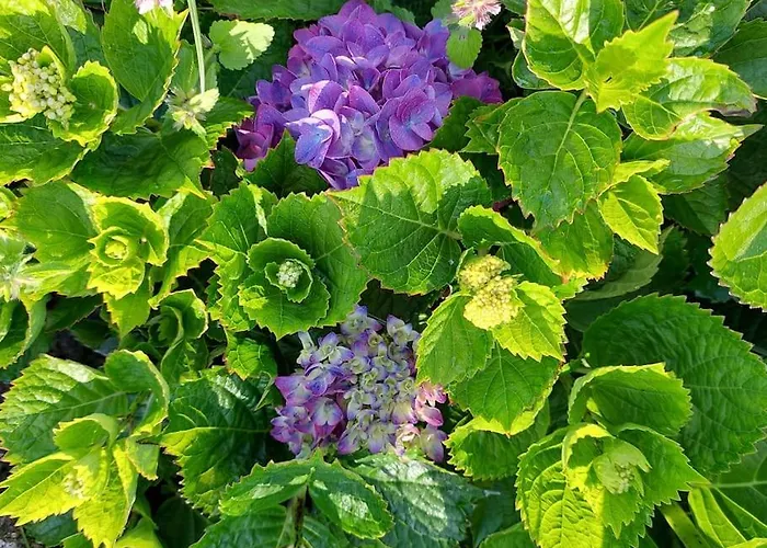 شقة La De Ananas - Privada Con Entrada Independiente