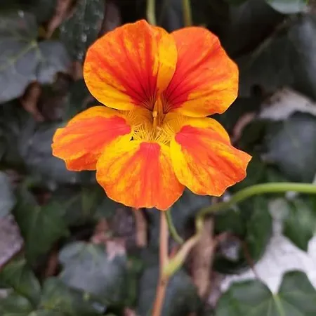 شقة La De Ananas - Privada Con Entrada Independiente *