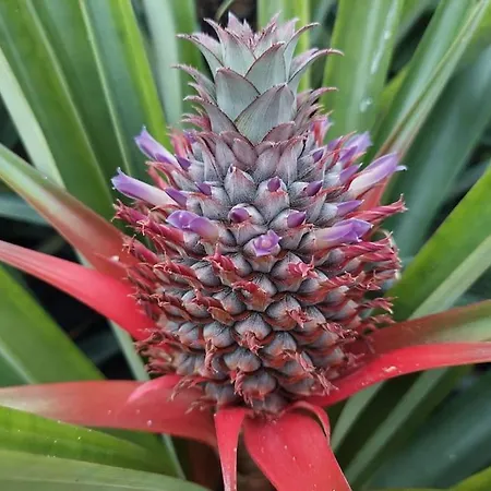 La De Ananas - Privada Con Entrada Independiente Ponta Delgada