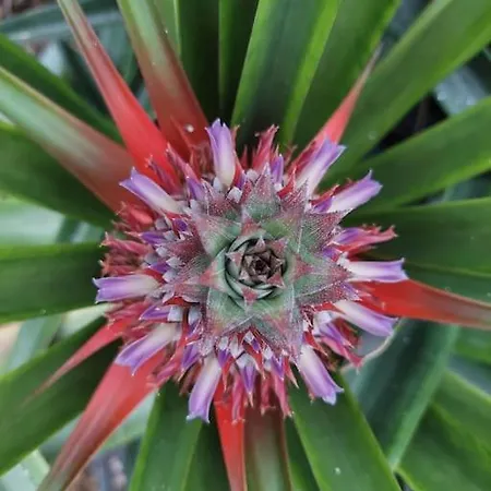 La De Ananas - Privada Con Entrada Independiente Apartment *