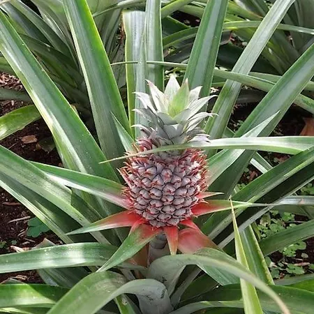 Apartment La De Ananas - Privada Con Entrada Independiente Ponta Delgada (Sao Miguel)