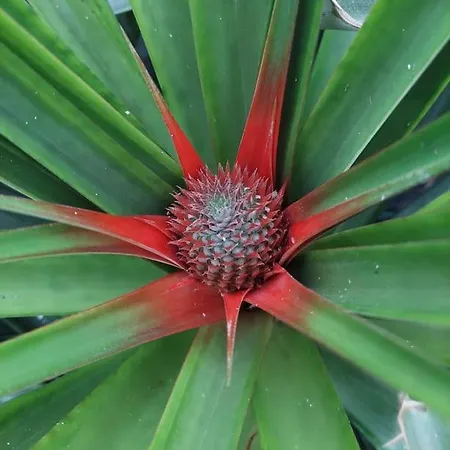 La De Ananas - Privada Con Entrada Independiente *