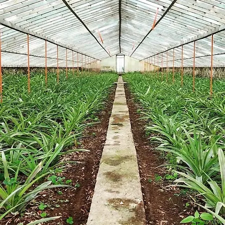 La De Ananas - Privada Con Entrada Independiente