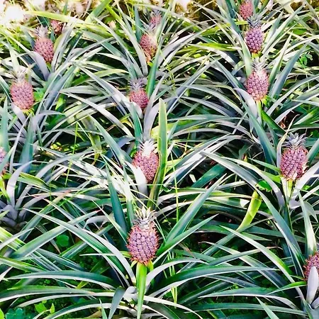 La De Ananas - Privada Con Entrada Independiente Apartment