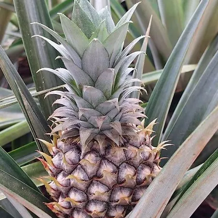 شقة La De Ananas - Privada Con Entrada Independiente Ponta Delgada