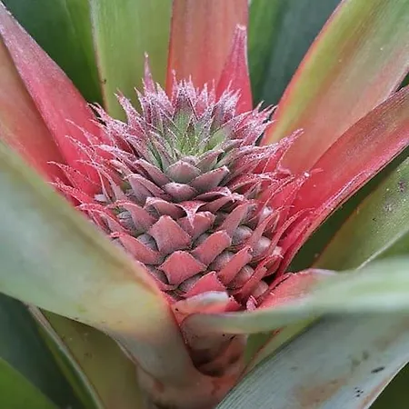 Apartment La De Ananas - Privada Con Entrada Independiente *