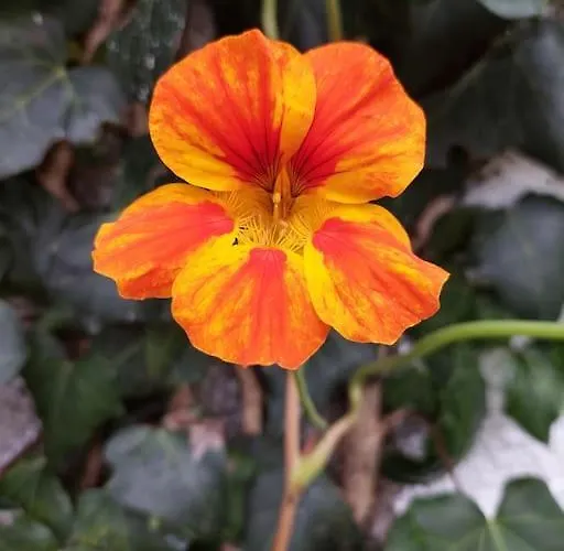 Appartement La De Ananas - Privada Con Entrada Independiente *