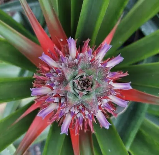 La De Ananas - Privada Con Entrada Independiente Appartement *