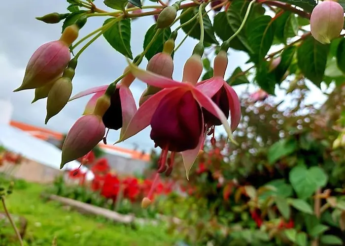 La De Ananas - Privada Con Entrada Independiente * Ponta Delgada (Sao Miguel)