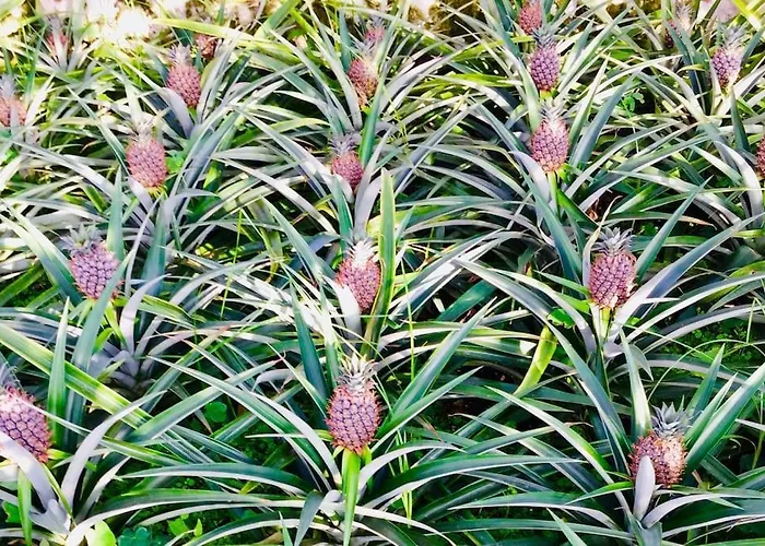 La De Ananas - Privada Con Entrada Independiente Apartment