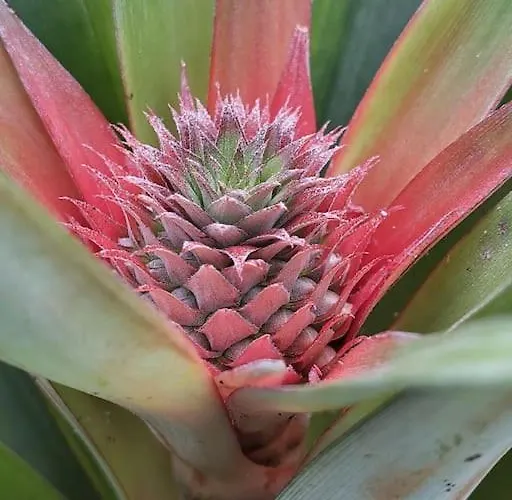 Appartement La De Ananas - Privada Con Entrada Independiente *